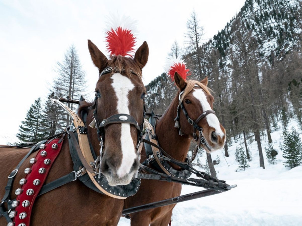 Pacchetti Turistici Trenino Rosso Del Bernina